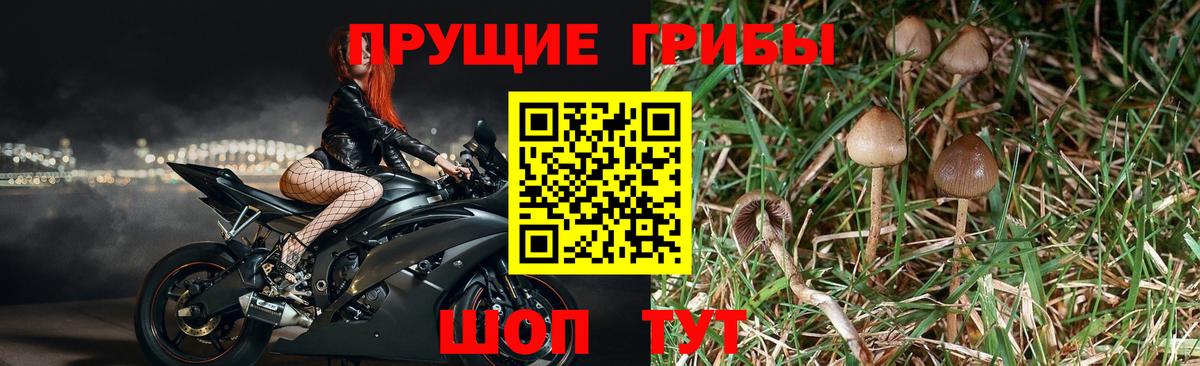 Галлюциногенные грибы Magic Shrooms Темрюк
